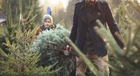 father-and-son-carrying-a-freshly-cut-christmas-tr-LLJCNWD